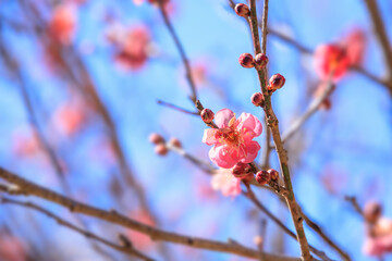 赤い花びらが綺麗な梅の花