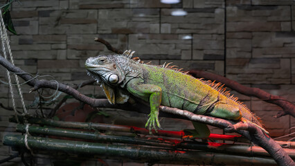 iguana in the zoo
