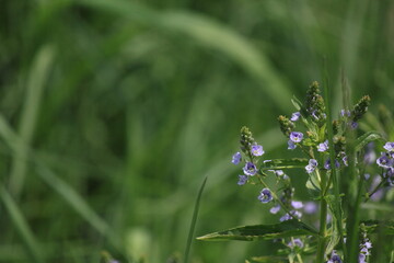 道端に生息する野草