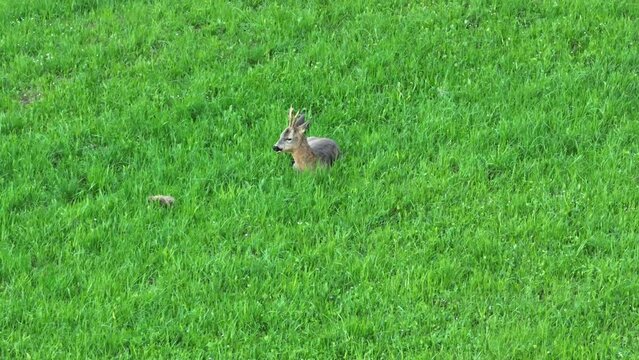Reh in freier Wildbahn - &Ouml;sterreichs Natur - DEER