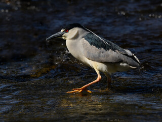  Black-crowned Night Heron closeup portrait in spring