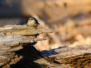 Carolina Wren perched on rotten log in spring