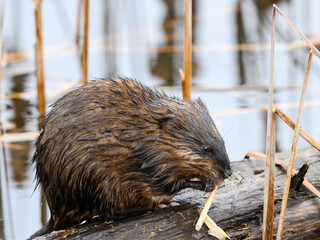 The muskrat standing on log and eats aquatic vegetation cattail