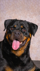 a female black chocolate big adult rottweiler dog photoshoot studio pet photography with pink glitter background