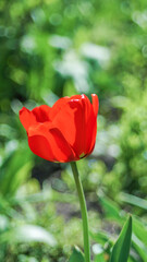 red tulip in the garden
