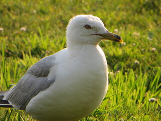 seagull on the grass