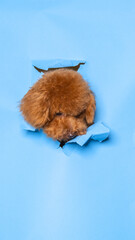 a male chocolate small puppy poodle dog photoshoot studio pet photography with concept breaking blue paper head through it with expression