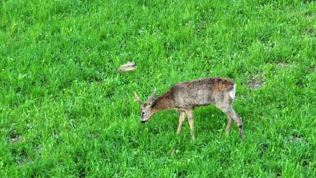 Reh in freier Wildbahn - &Ouml;sterreichs Natur - DEER