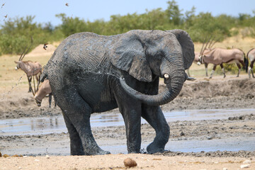 Fototapeta premium Elephant enjoying the mud in Etosha National Park, namibia