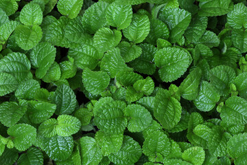 Mint leaves in garden full background, close-up of small mint leaves. © wanlaya
