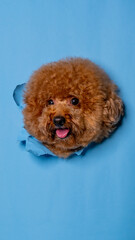 a male chocolate poodle dog photoshoot studio pet photography with concept breaking blue paper head through it with expression