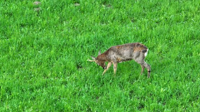 Reh in freier Wildbahn - &Ouml;sterreichs Natur - DEER