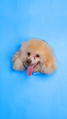 a female cream poodle dog photoshoot studio pet photography with concept breaking blue paper head through it with expression