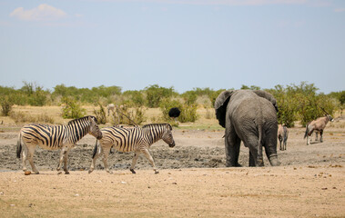 Fototapeta na wymiar African elephant and zebra at a waterhole, Etosha National Park, Namibia