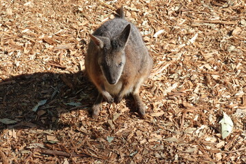 Kangaroos in Featherdale Wildlife Park near Sydney in Australia.