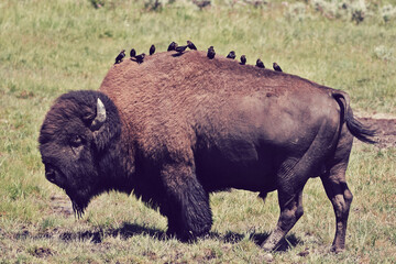 Bison with birds on back © Lorna