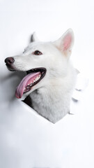 a male white siberian husky dog photoshoot studio pet photography with concept breaking white paper head through it with expression