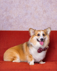a male long hair pembroke welsh corgi dog photoshoot studio pet photography with concept red chair sofa and glitter pink background