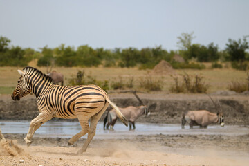 Obraz na płótnie Canvas Zebra running past waterhole in Etosha National Park, Namibia