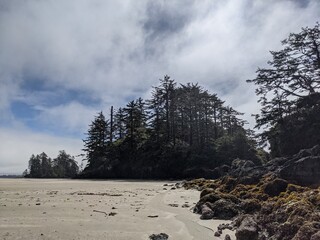 Old growth trees growing on rocks in the intertidal zone of the PNW