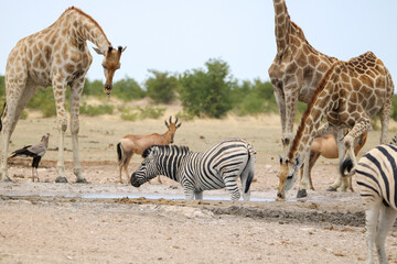 Fototapeta na wymiar Group of animals at waterhole, Etosha National Park, Namibia