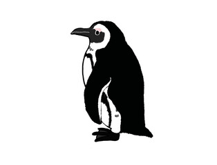 シンプルなケープペンギンのイラスト