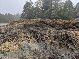 PNW Intertidal zone and forests