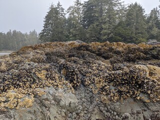 Muscles growing on rocks
