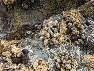 Acorn barnacles and gooseneck barnacles