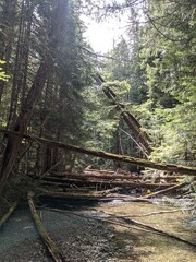 Wind blown trees fallen into the river on vancouver island