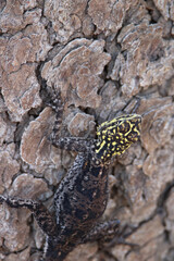 Female Namib Rock Agama, Etosha National Park, Namibia
