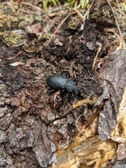 Beetle on the forest floor