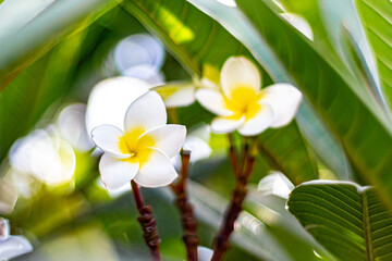 Fototapeta premium Flower