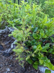 Fototapeta premium Black Spruce Seedling