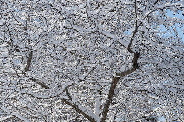 Snow on a Tree