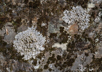 Moss and Lichen on a Rock