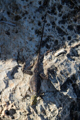 Female Namib Rock Agama, Etosha National Park, Namibia