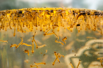 Macro photo of Thousand of mosquito larvae and mosquito trap floating on water, photo taken from...