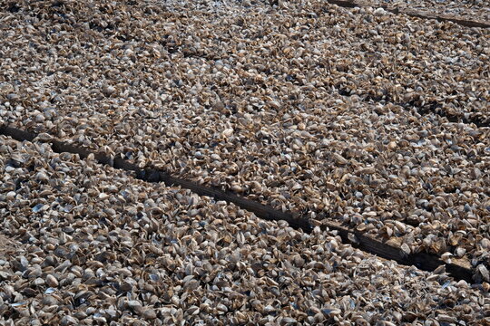 Zebra Mussels On Logs