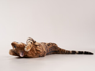 spotted bengal cat on a beige background. funny pet playing 