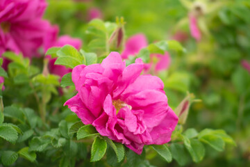 beauty pink flowers in a garden on a green background