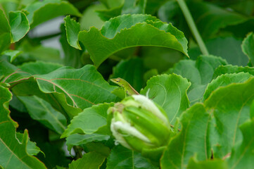 Small green lizard in an passion fruit tree waiting to jump.