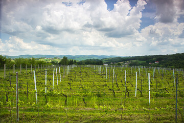 Obraz premium rows of grapevines in a vineyard
