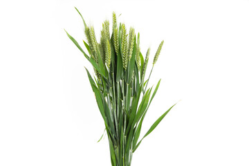 green wheat ear isolated on white background.
