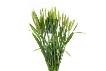 green wheat isolated on white background.