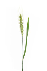 green wheat isolated on white background.