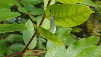 inseto borboleta noturna mariposa