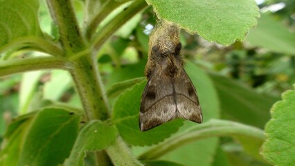 inseto borboleta noturna mariposa