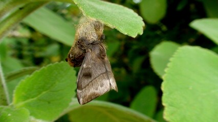 inseto borboleta noturna mariposa
