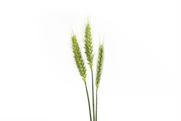 green wheat ear isolated on white background